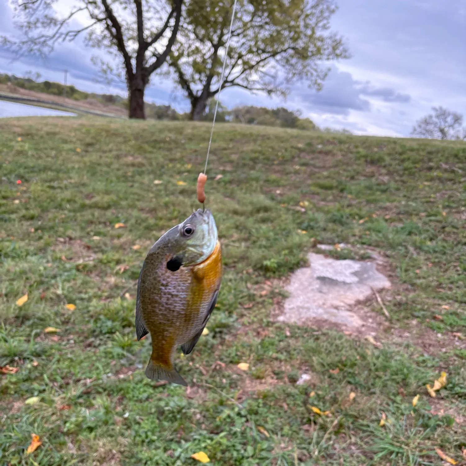 Bluegill caught on Fishbrain