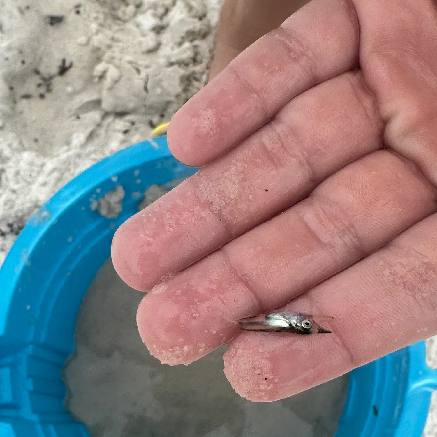 The most recent Pacific whiting catches on Fishbrain