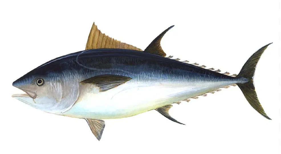 Live Tuna