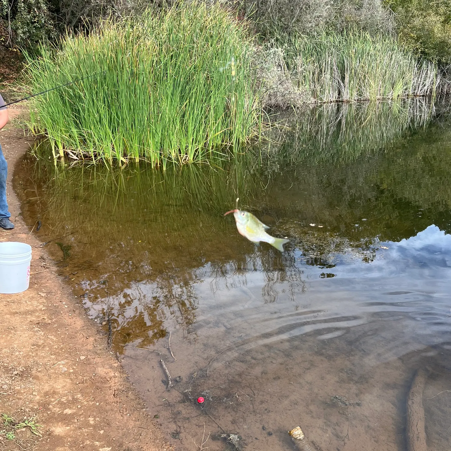 Bluegill caught on Fishbrain