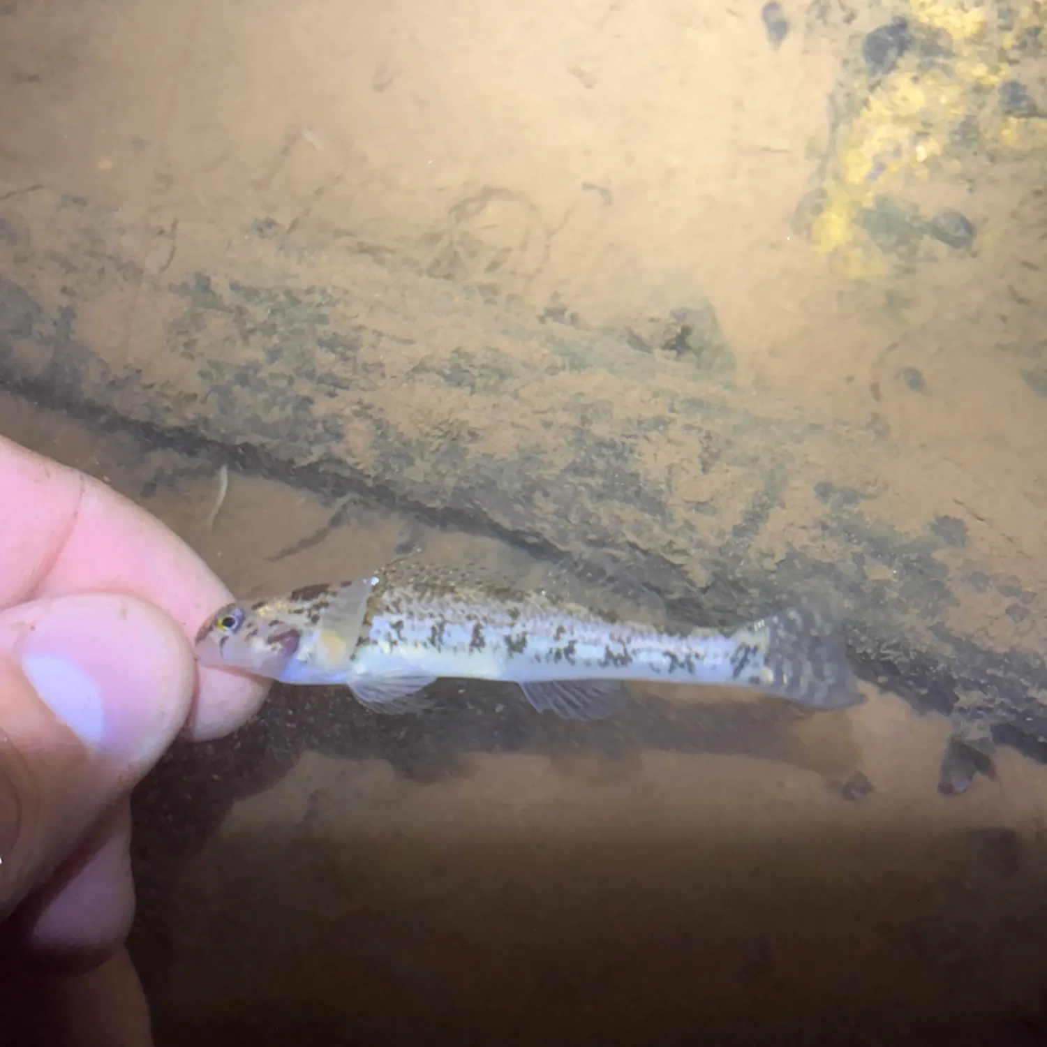 The most recent Kanawha darter catches on Fishbrain