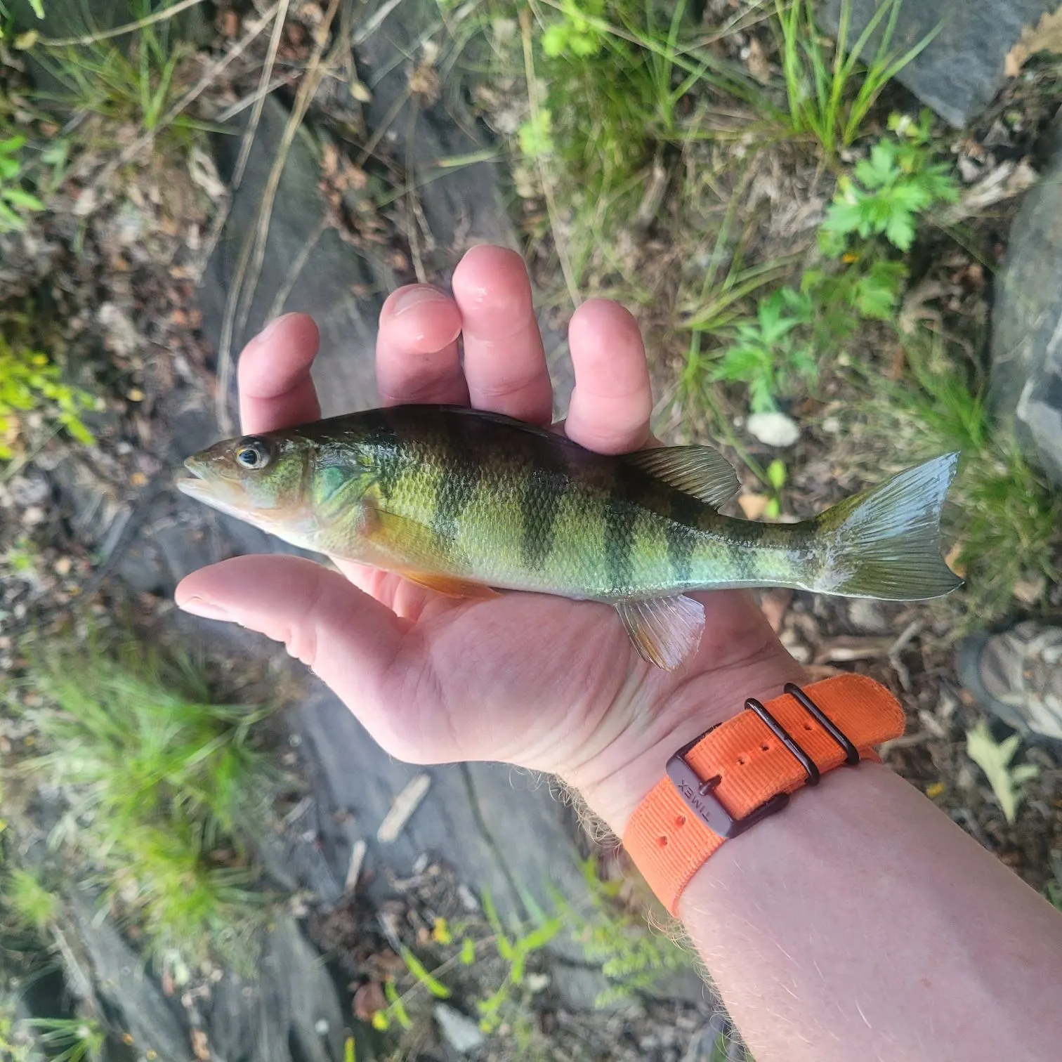 Yellow perch caught on Fishbrain