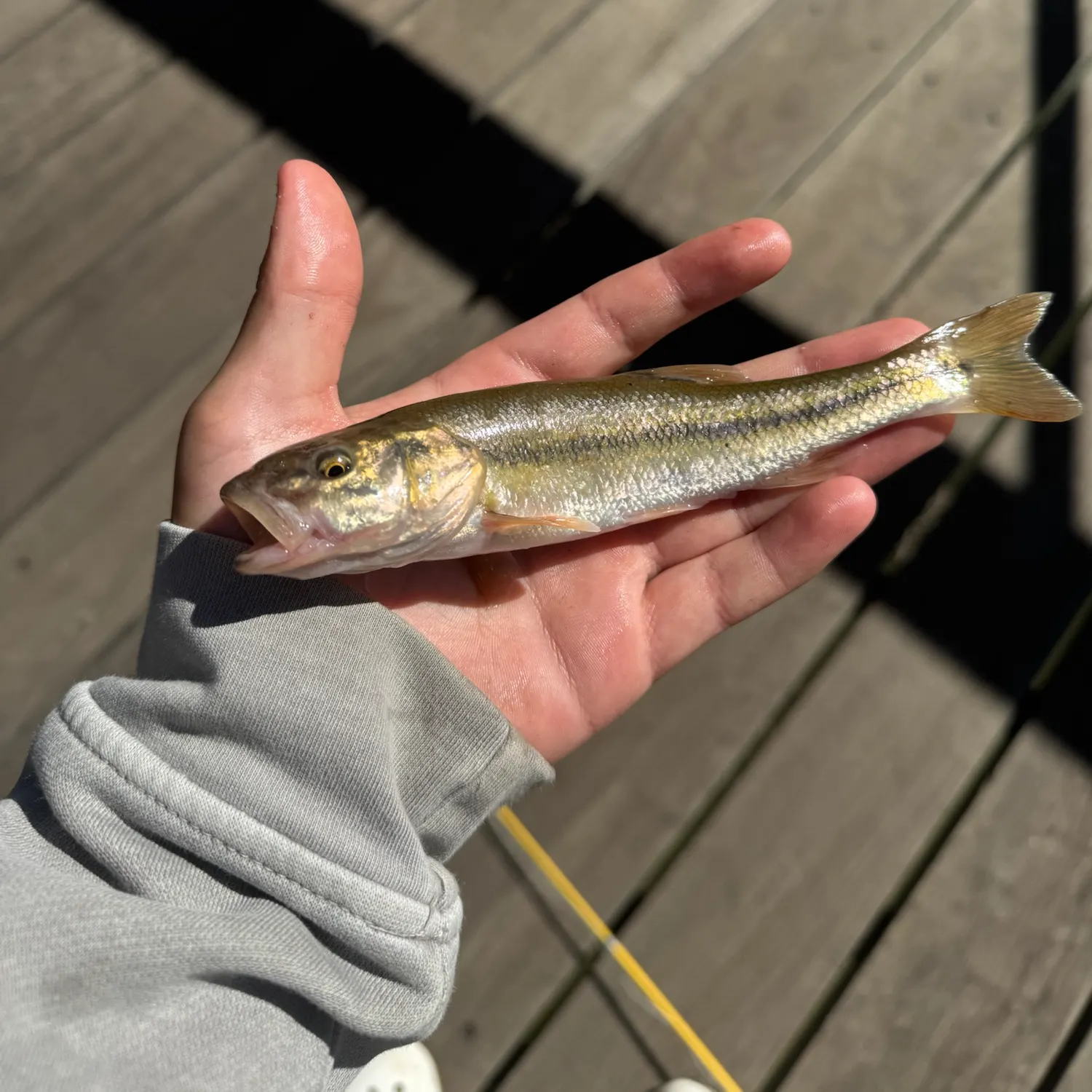 Creek chub caught on Fishbrain