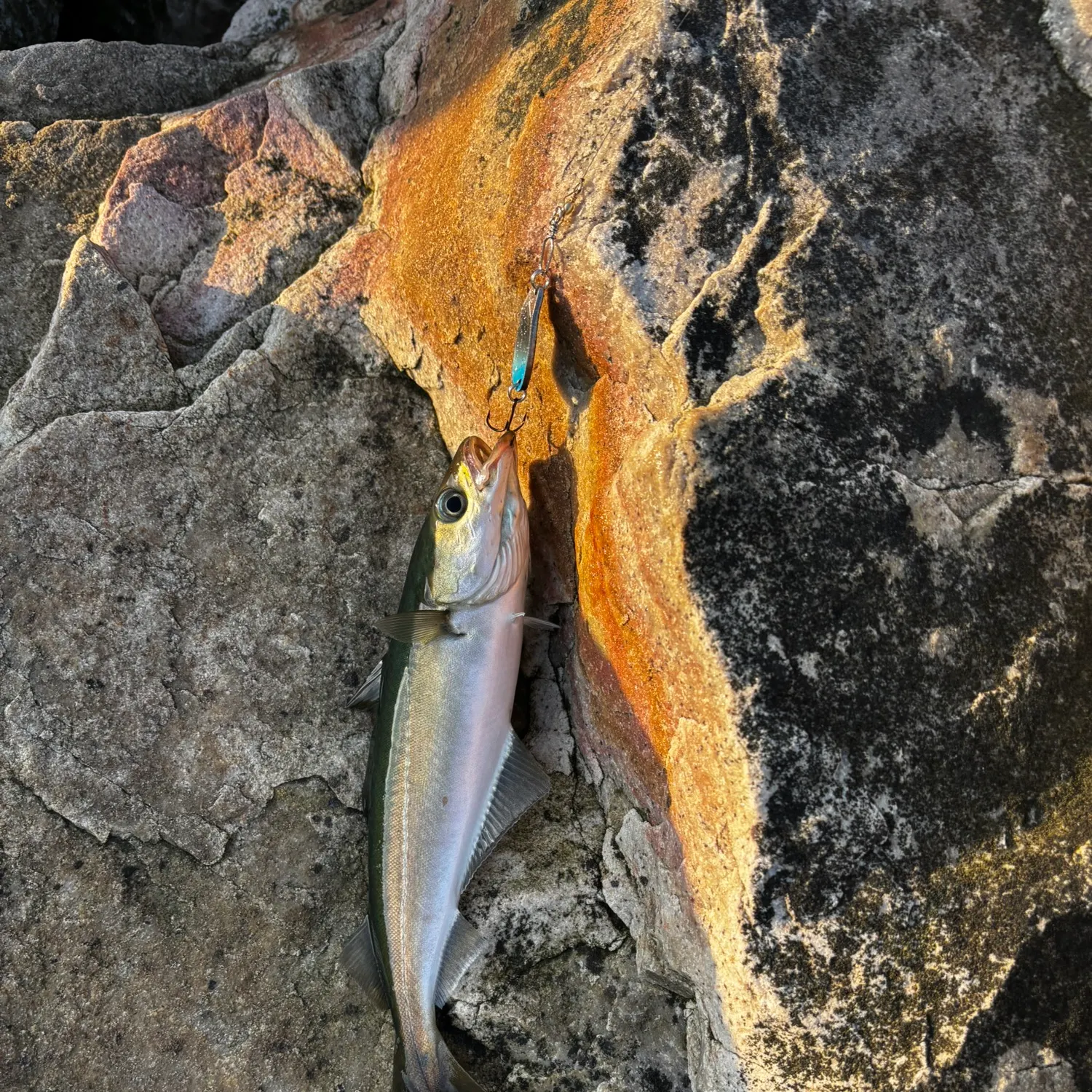 Atlantic pollock caught on Fishbrain
