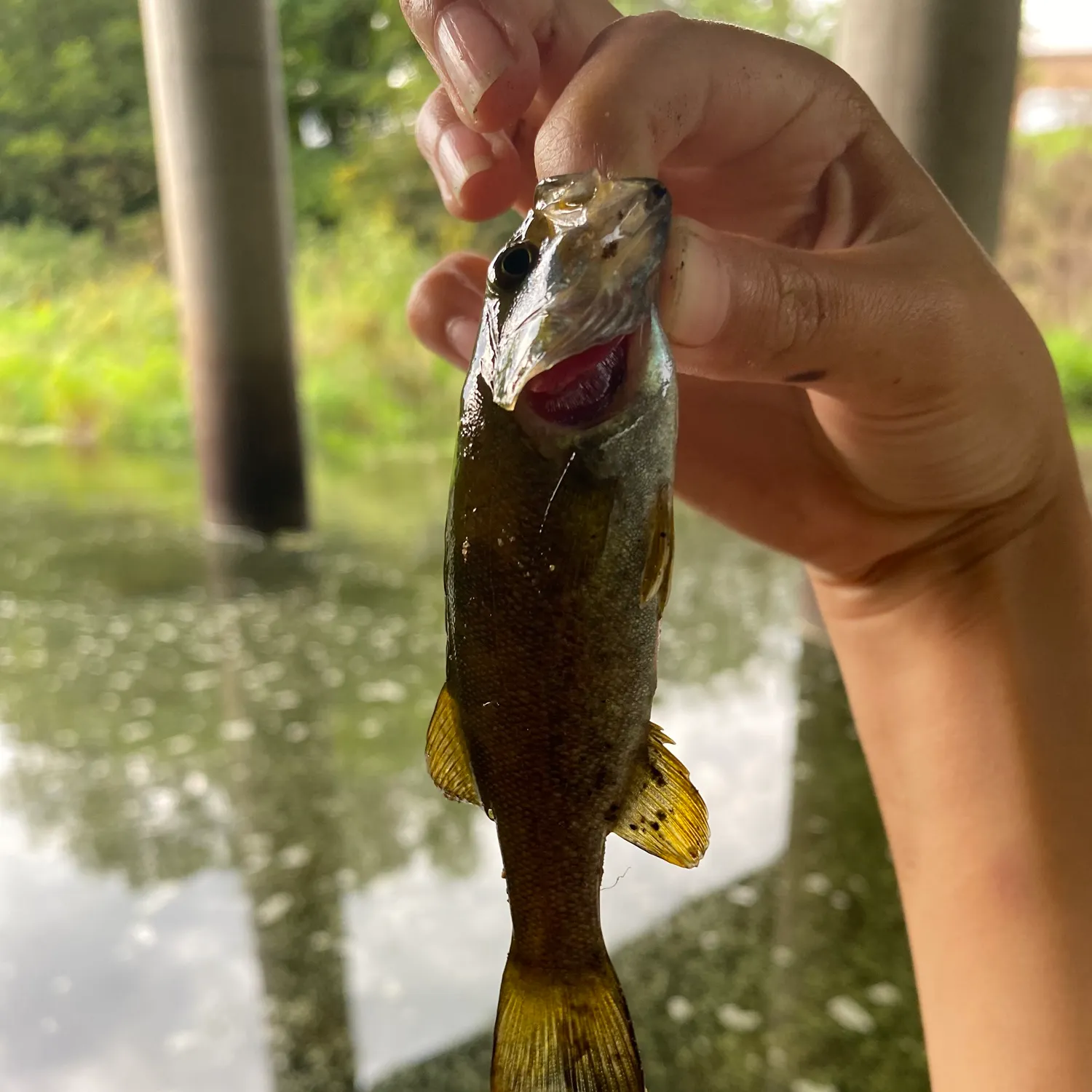 Smallmouth bass caught on Fishbrain