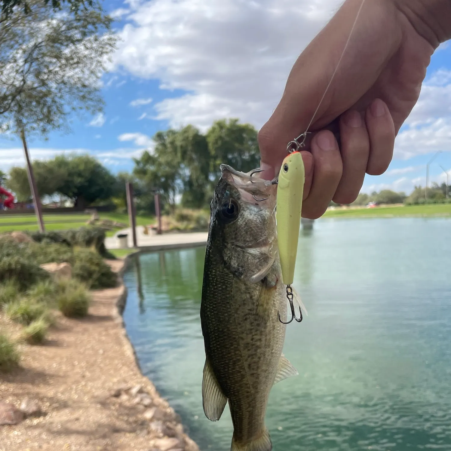 Largemouth bass caught on Fishbrain