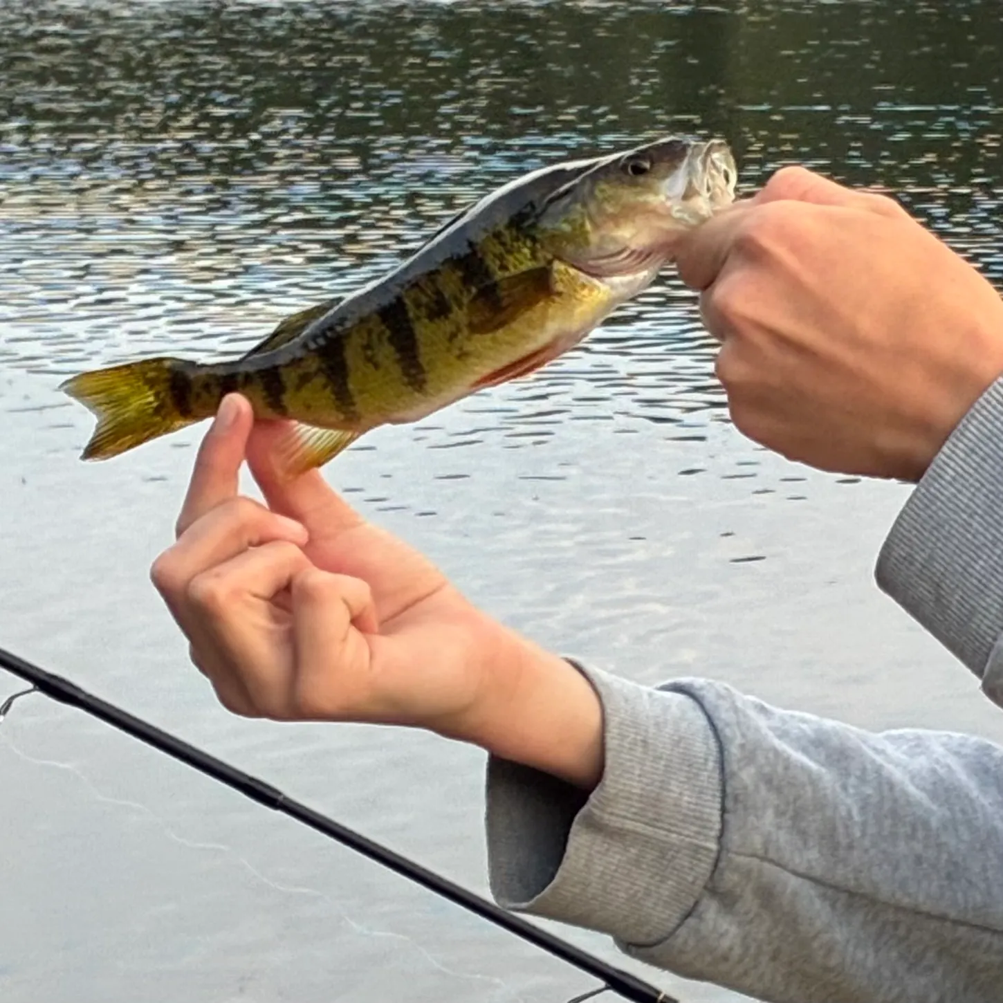 Yellow perch caught on Fishbrain