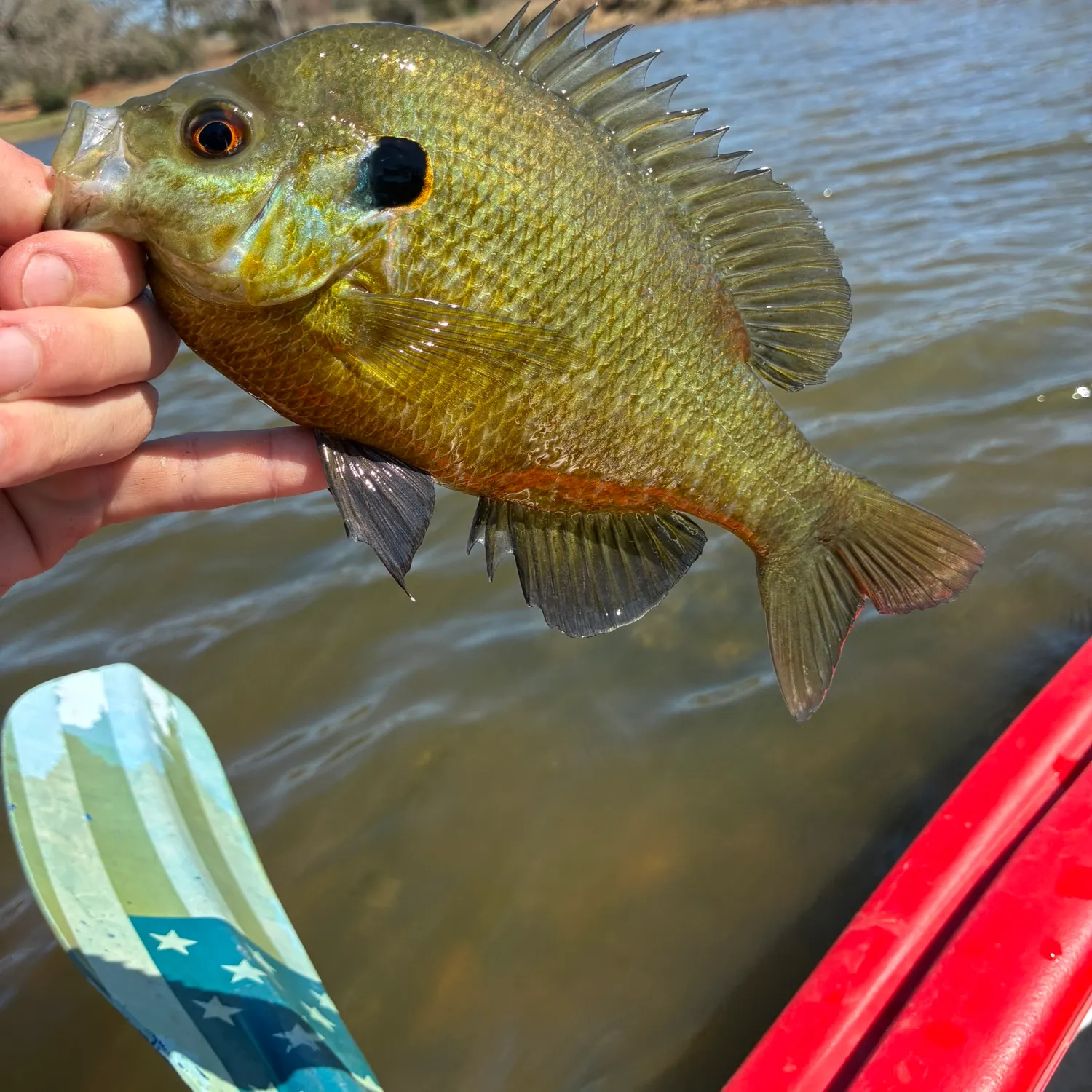 The most recent Redear x bluegill catches on Fishbrain