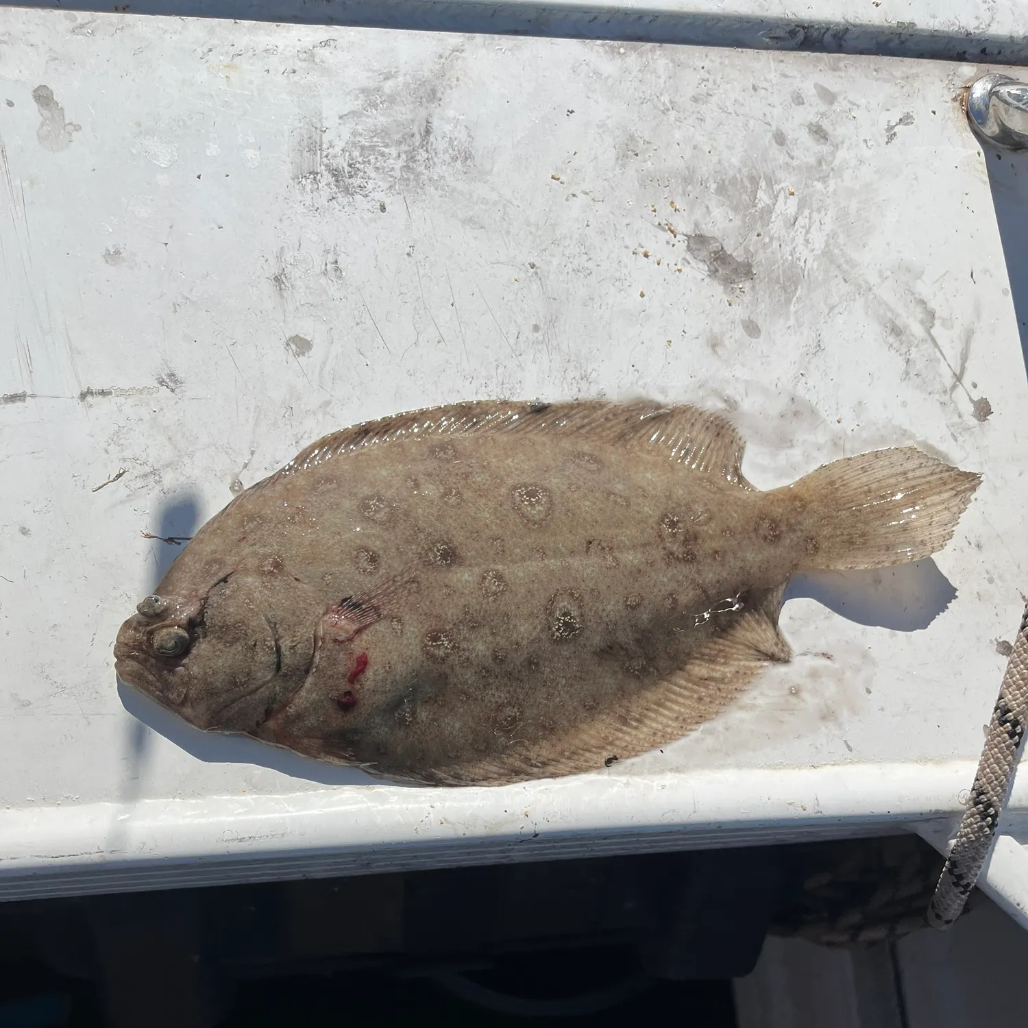 The most popular recent Smalltooth flounder catch on Fishbrain