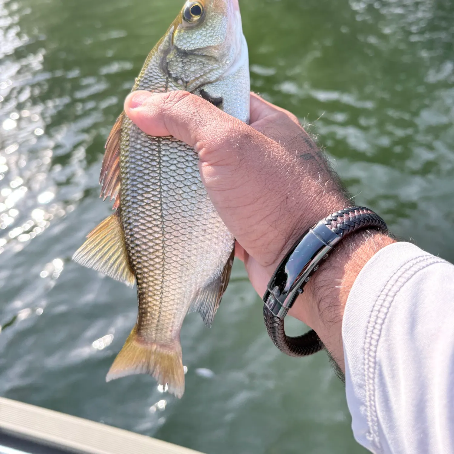 White perch caught on Fishbrain