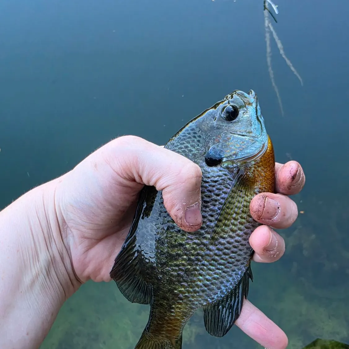Bluegill caught on Fishbrain
