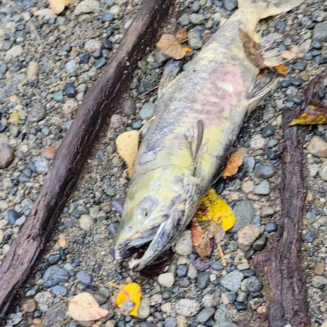 The most recent Chum salmon catches on Fishbrain