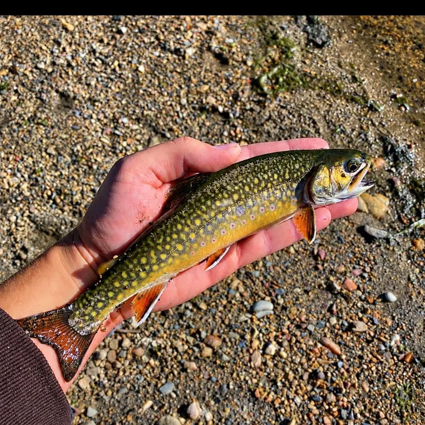Brook trout caught on Fishbrain