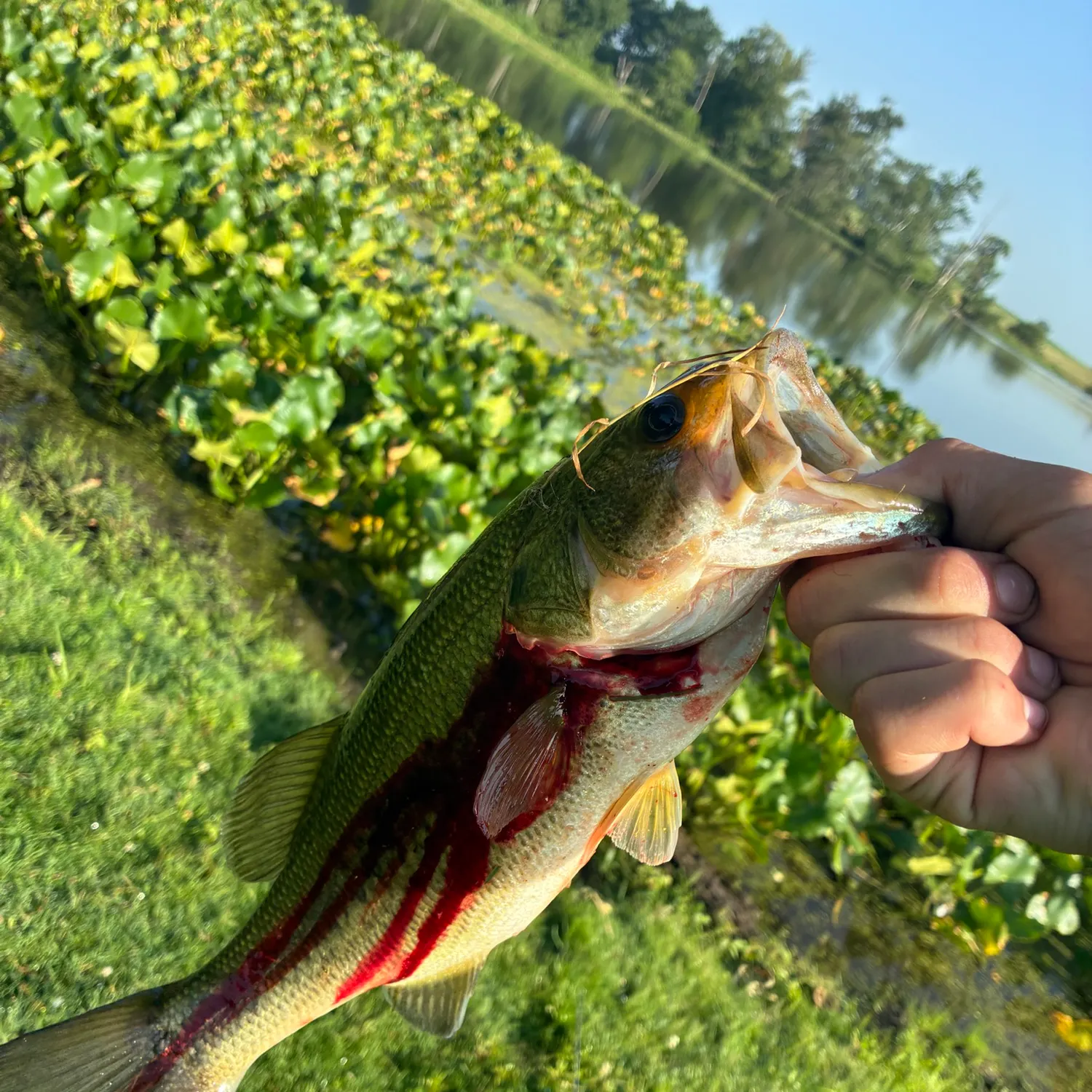 catch