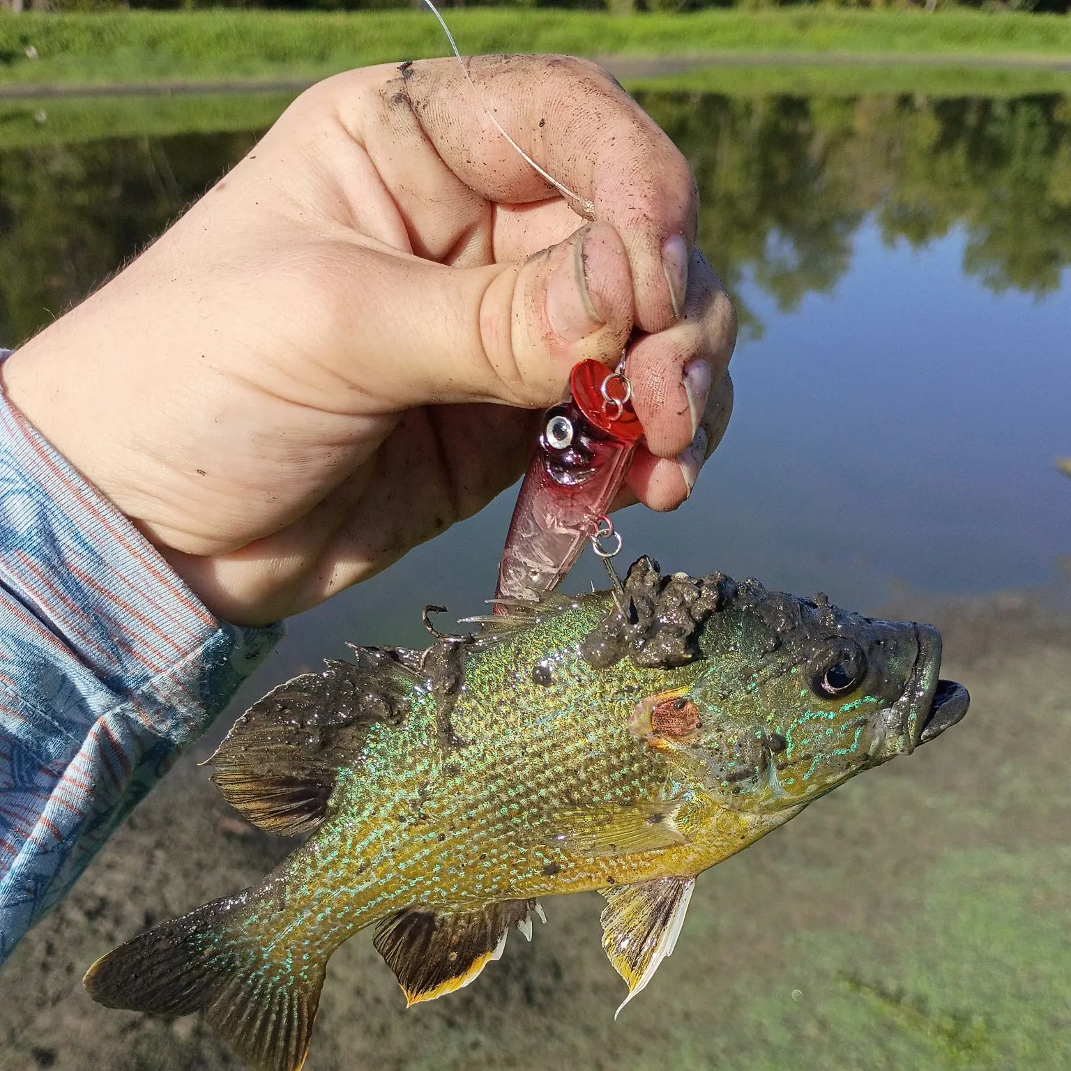 Green sunfish caught on Fishbrain