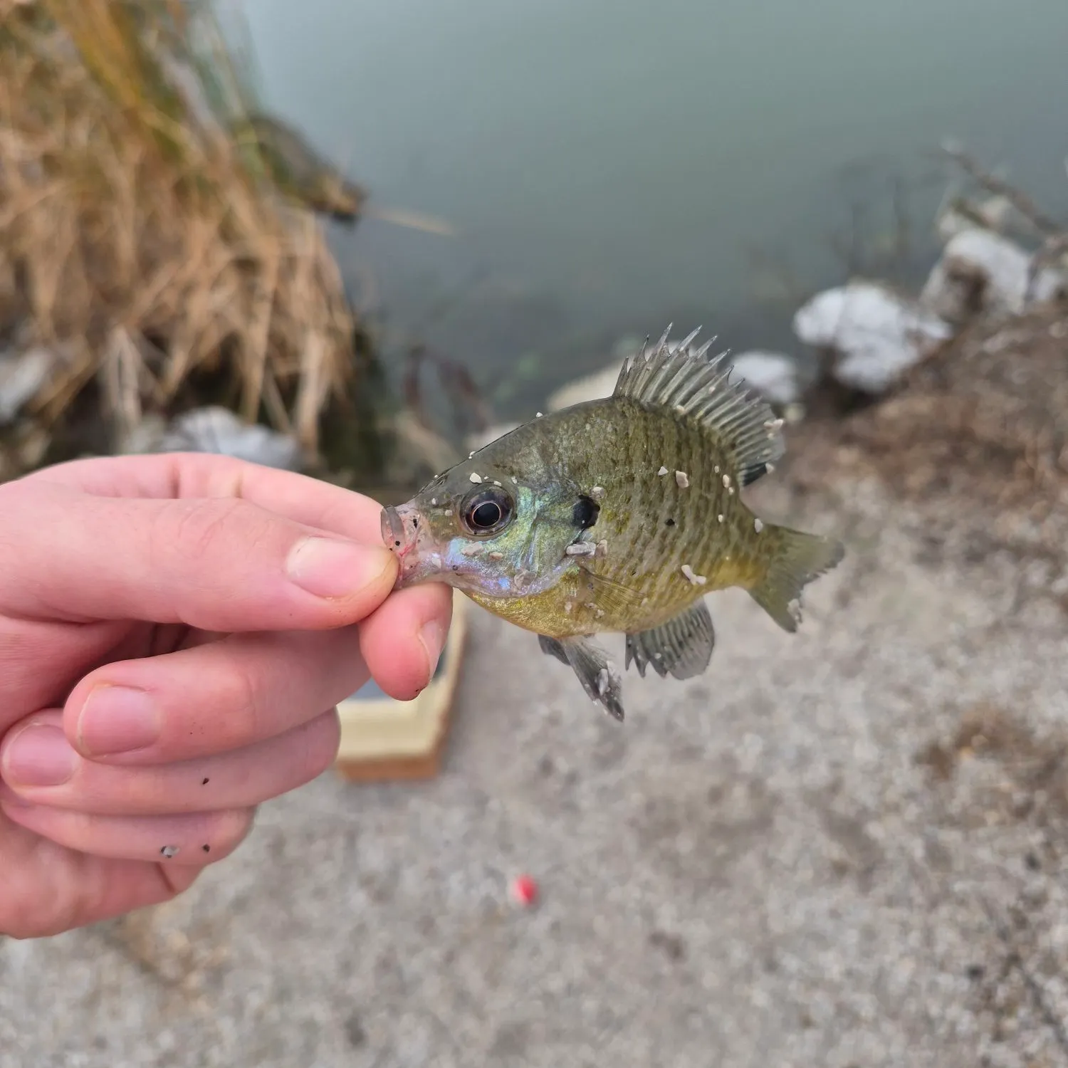 Bluegill caught on Fishbrain