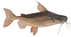 Granulated catfish