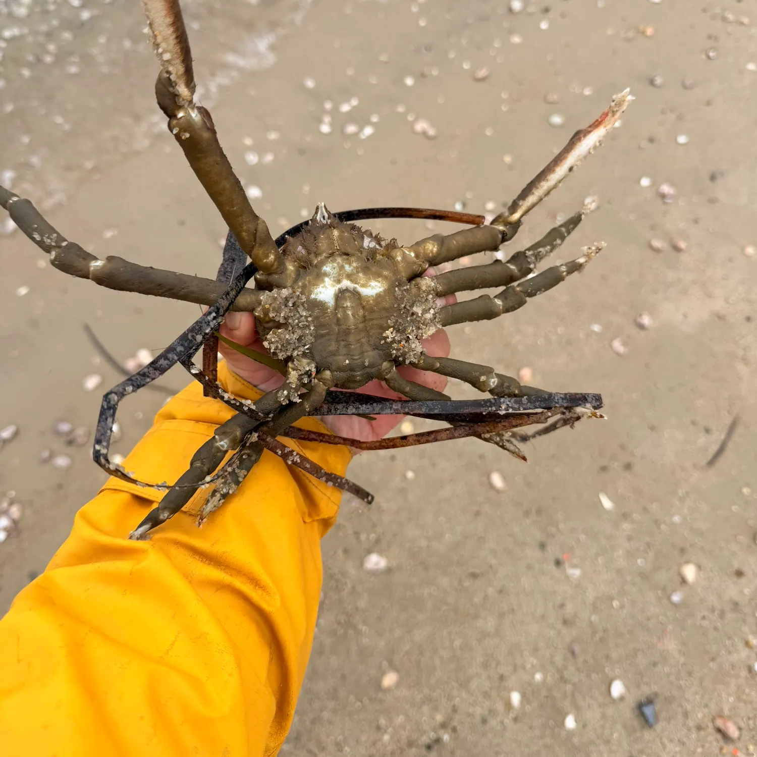 Portly spider crab caught on Fishbrain