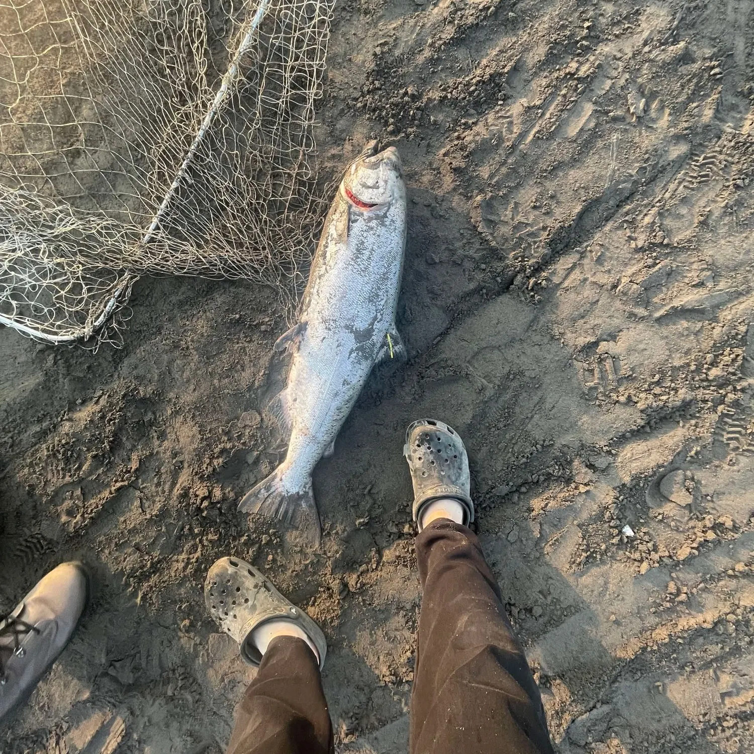 Chinook salmon caught on Fishbrain