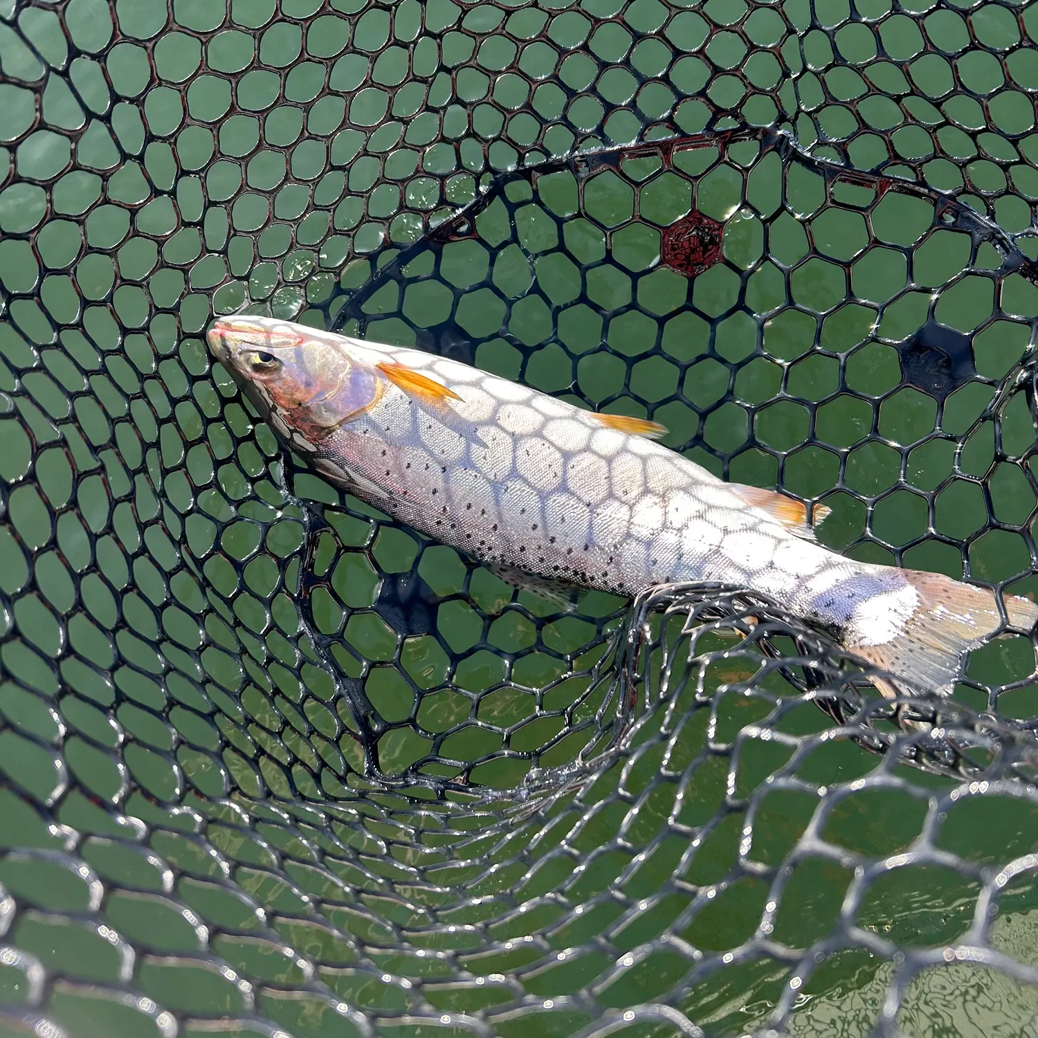 The most recent Bear Lake cutthroat trout catches on Fishbrain