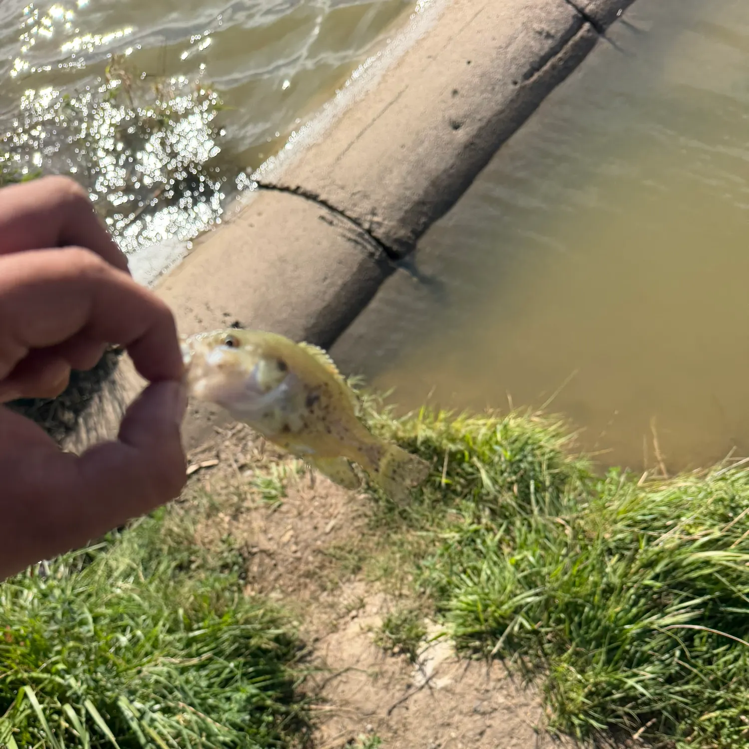 Green sunfish caught on Fishbrain