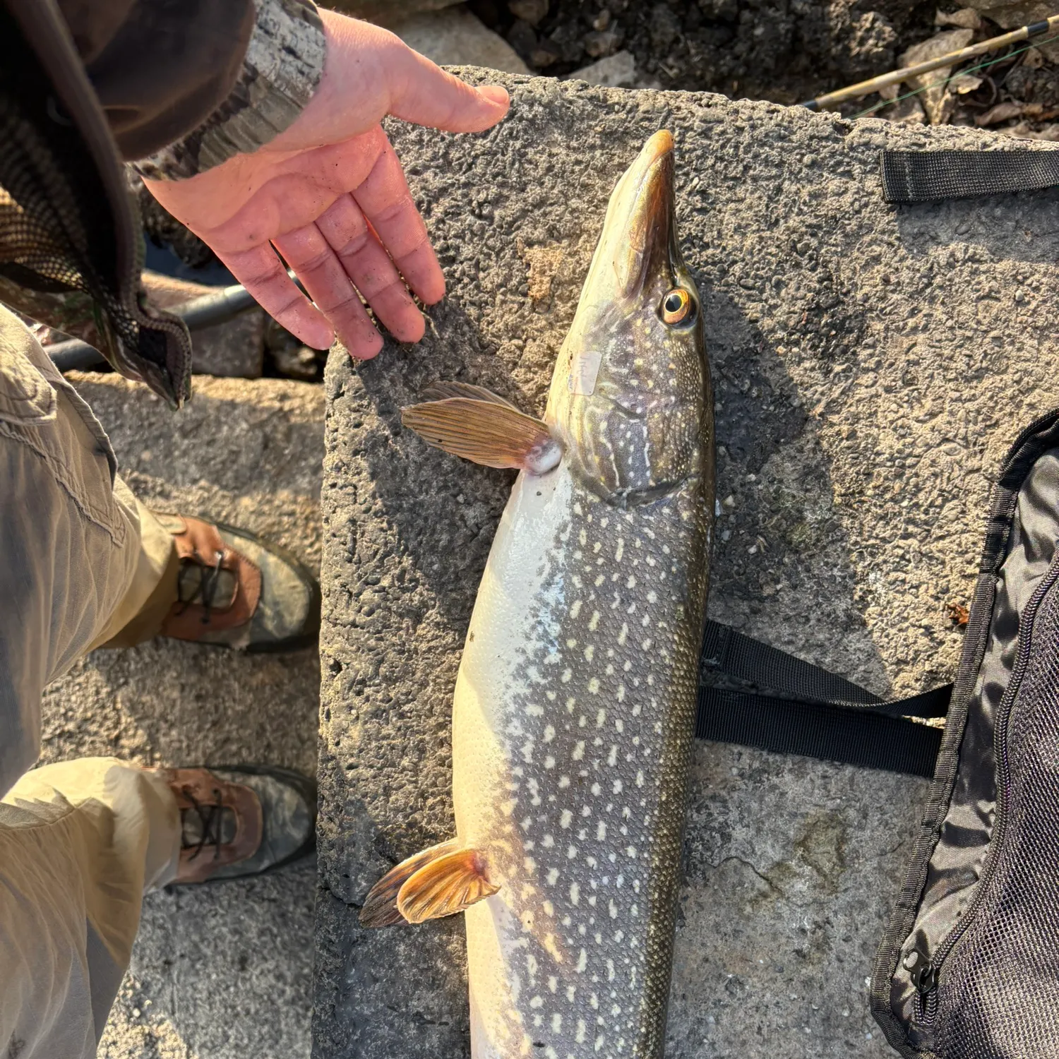 recently logged catches