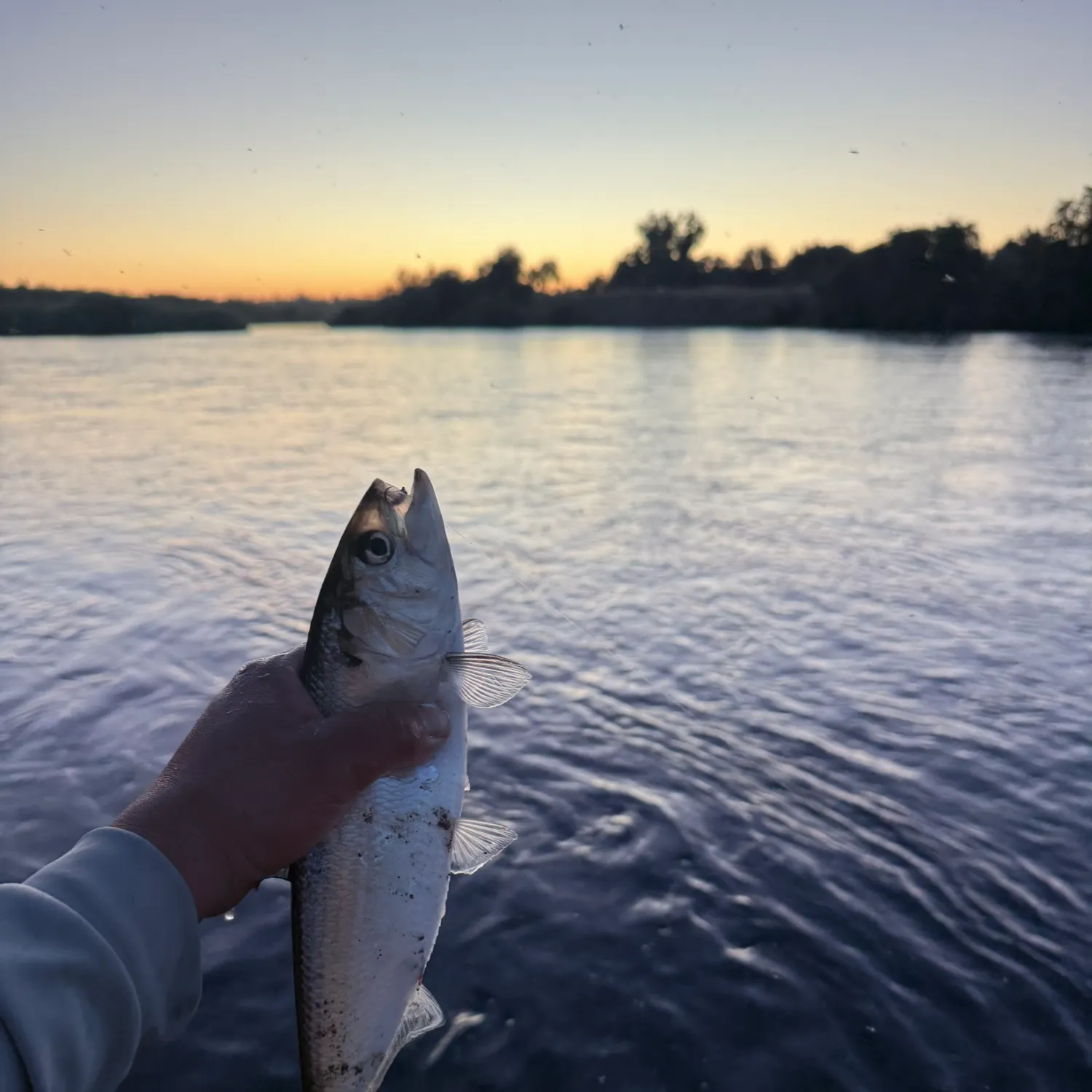 The most recent American shad catches on Fishbrain