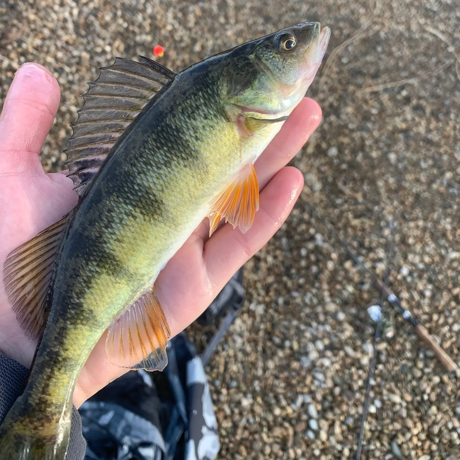 Yellow perch caught on Fishbrain