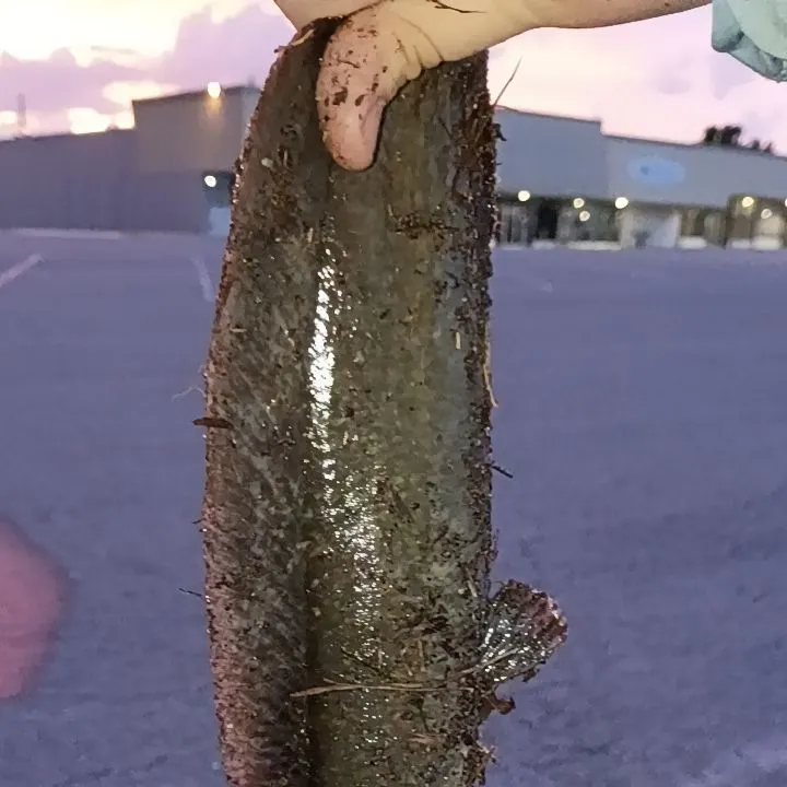 The most recent Walking catfish catches on Fishbrain