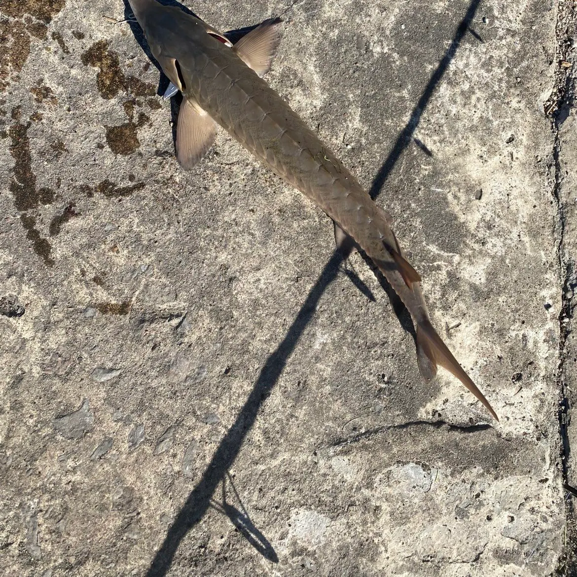 The most recent Lake sturgeon catches on Fishbrain
