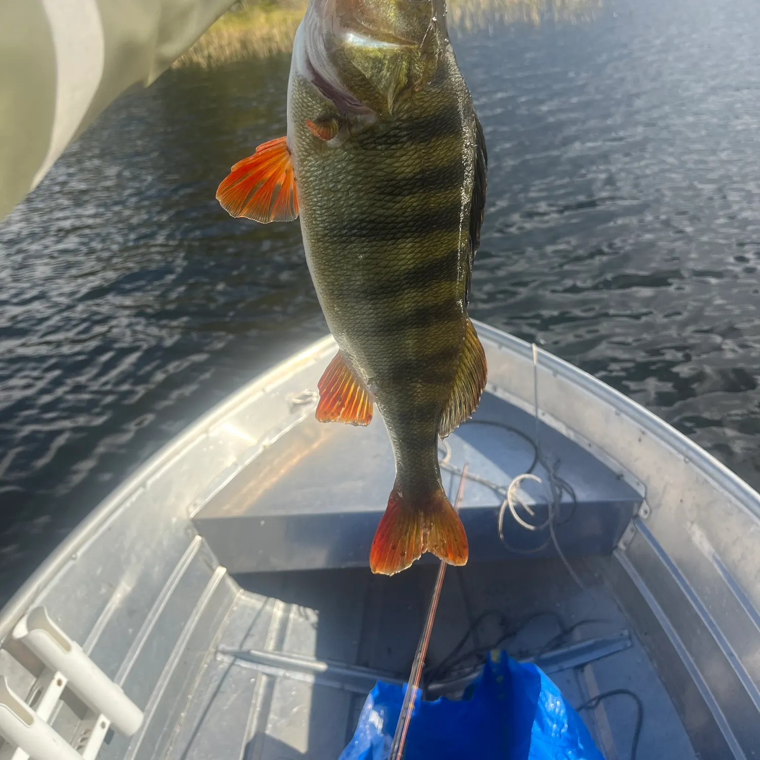 European perch caught on Fishbrain