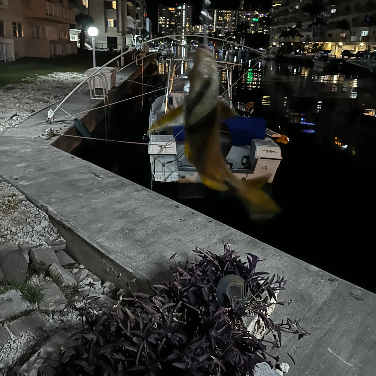 The most recent Atlantic porkfish catches on Fishbrain