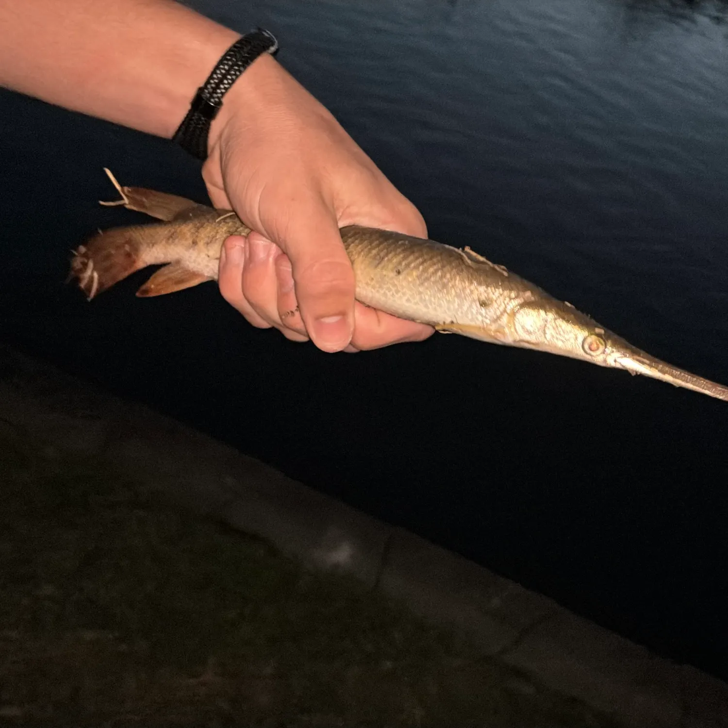 The most recent Spotted gar catches on Fishbrain