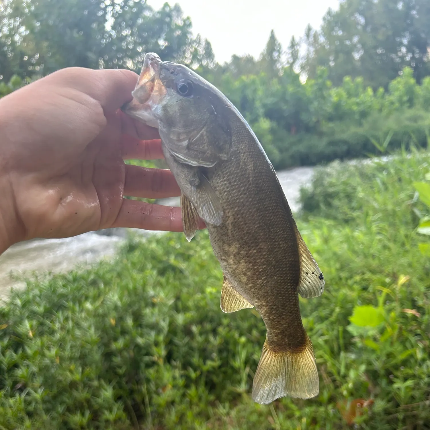 The most recent Neosho bass catches on Fishbrain