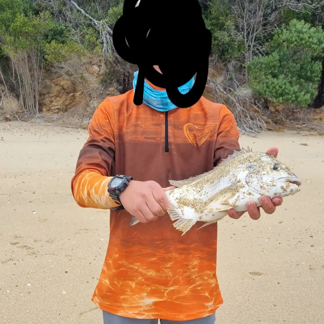 The most recent Surf bream catches on Fishbrain