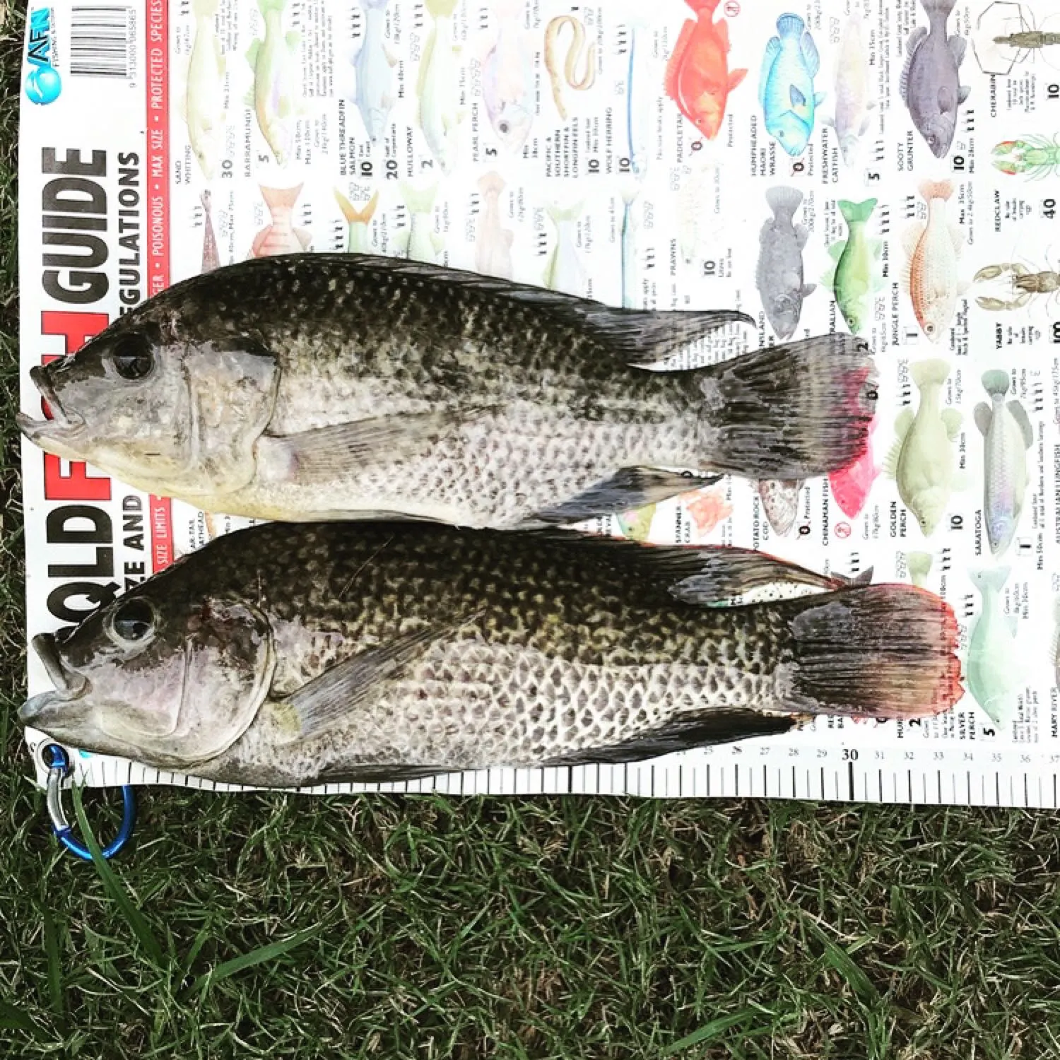 recently logged catches