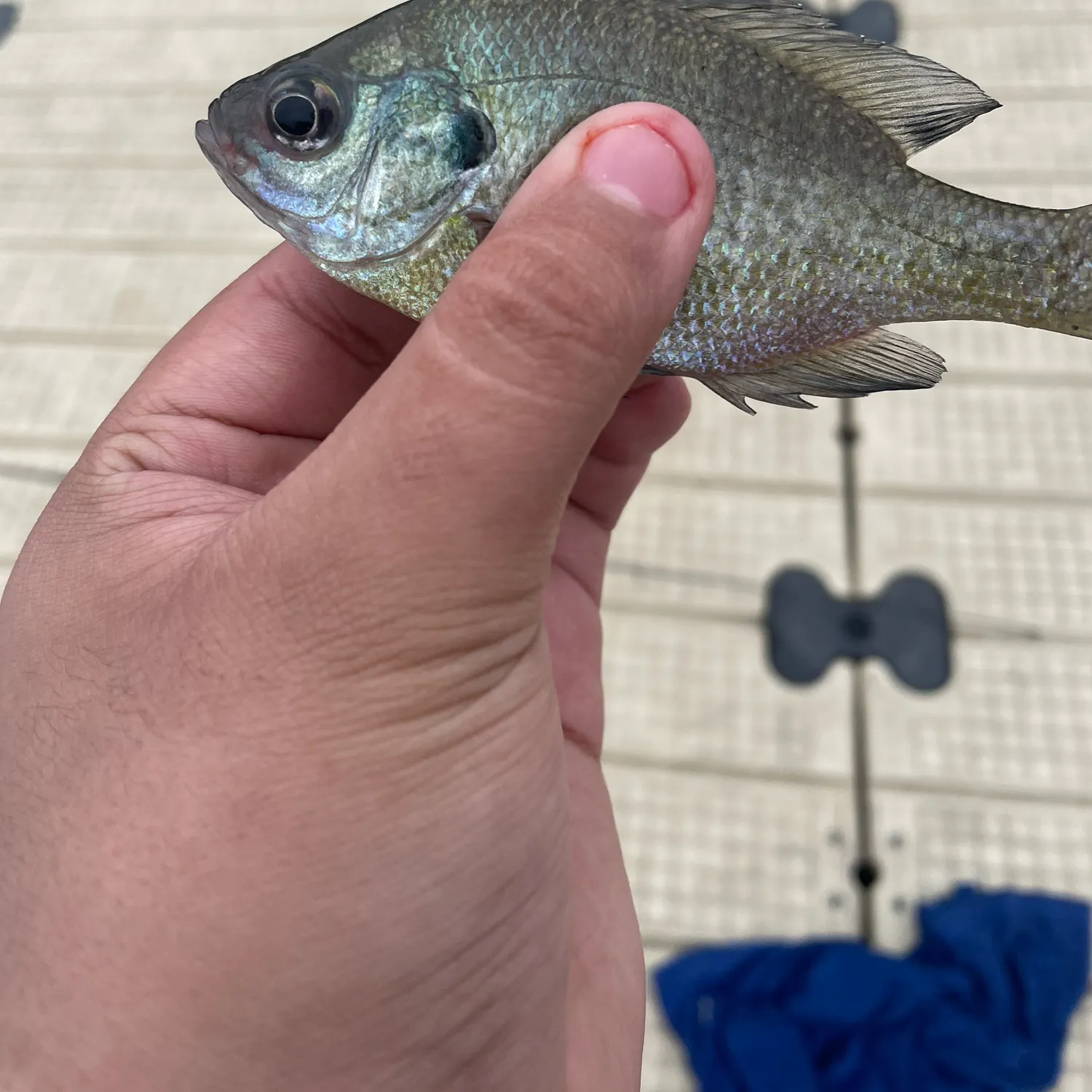 Bluegill caught on Fishbrain