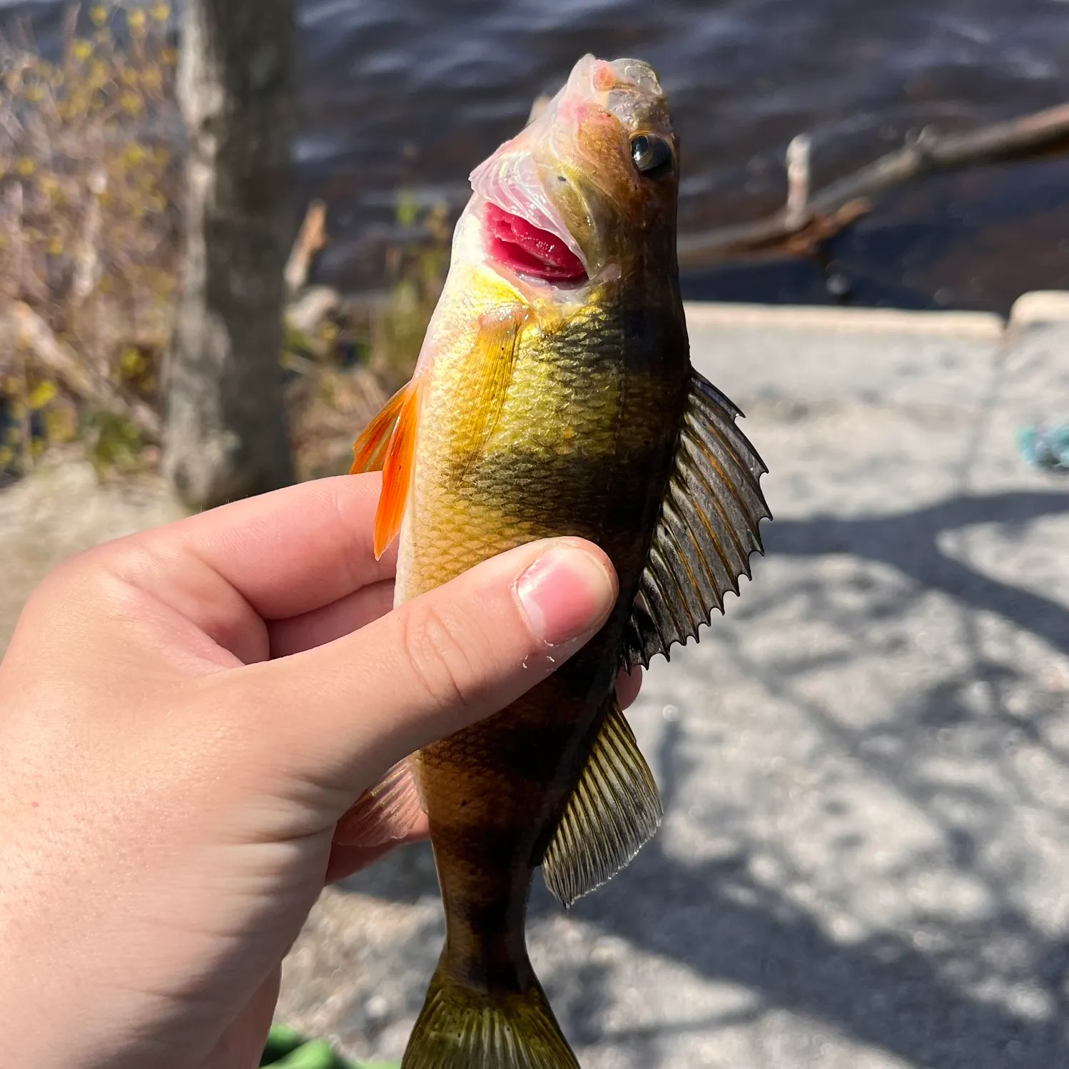 catch