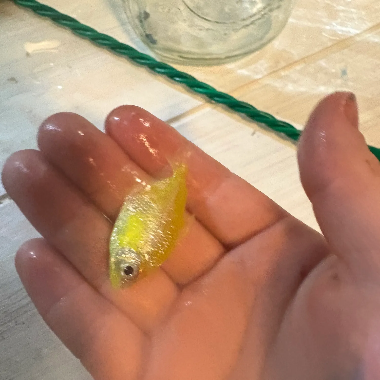 The most recent Banded tetra catches on Fishbrain