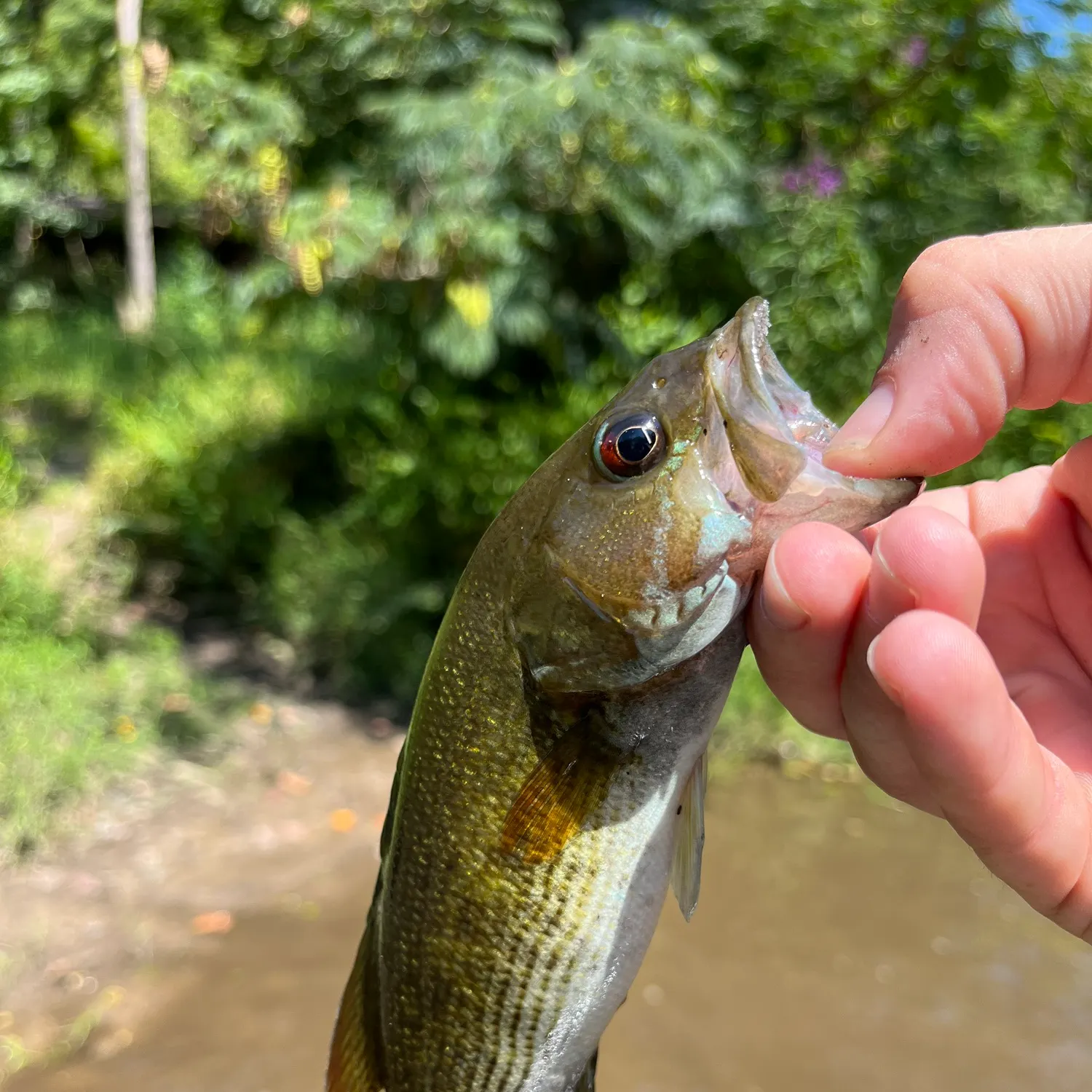 Redeye bass caught on Fishbrain