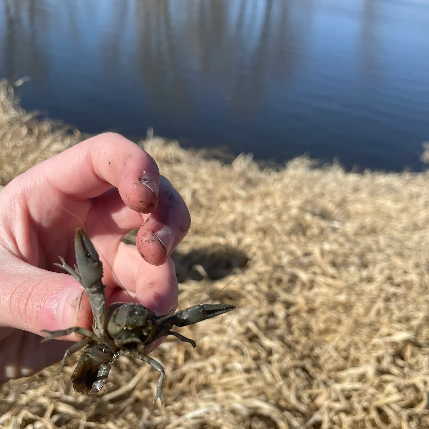 The most recent Signal crayfish catches on Fishbrain