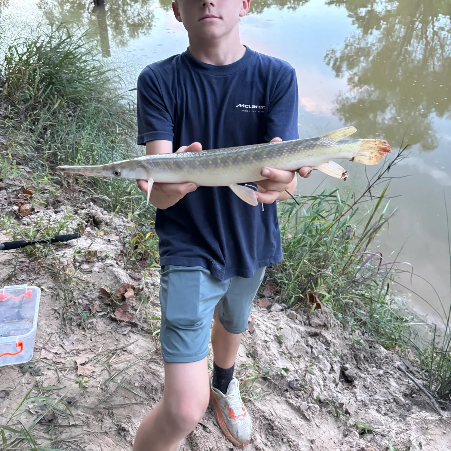 Spotted gar caught on Fishbrain