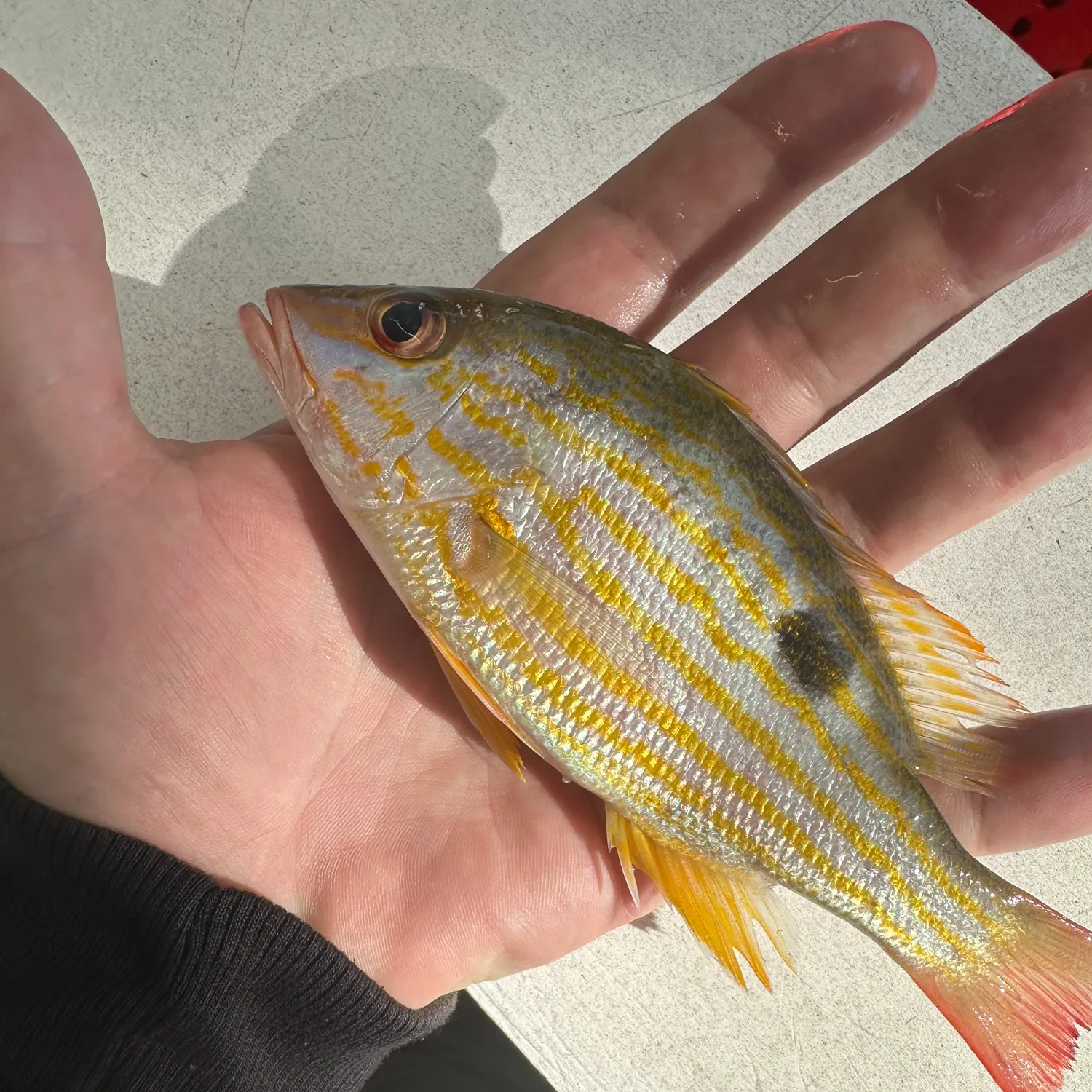 The most recent Lane snapper catches on Fishbrain