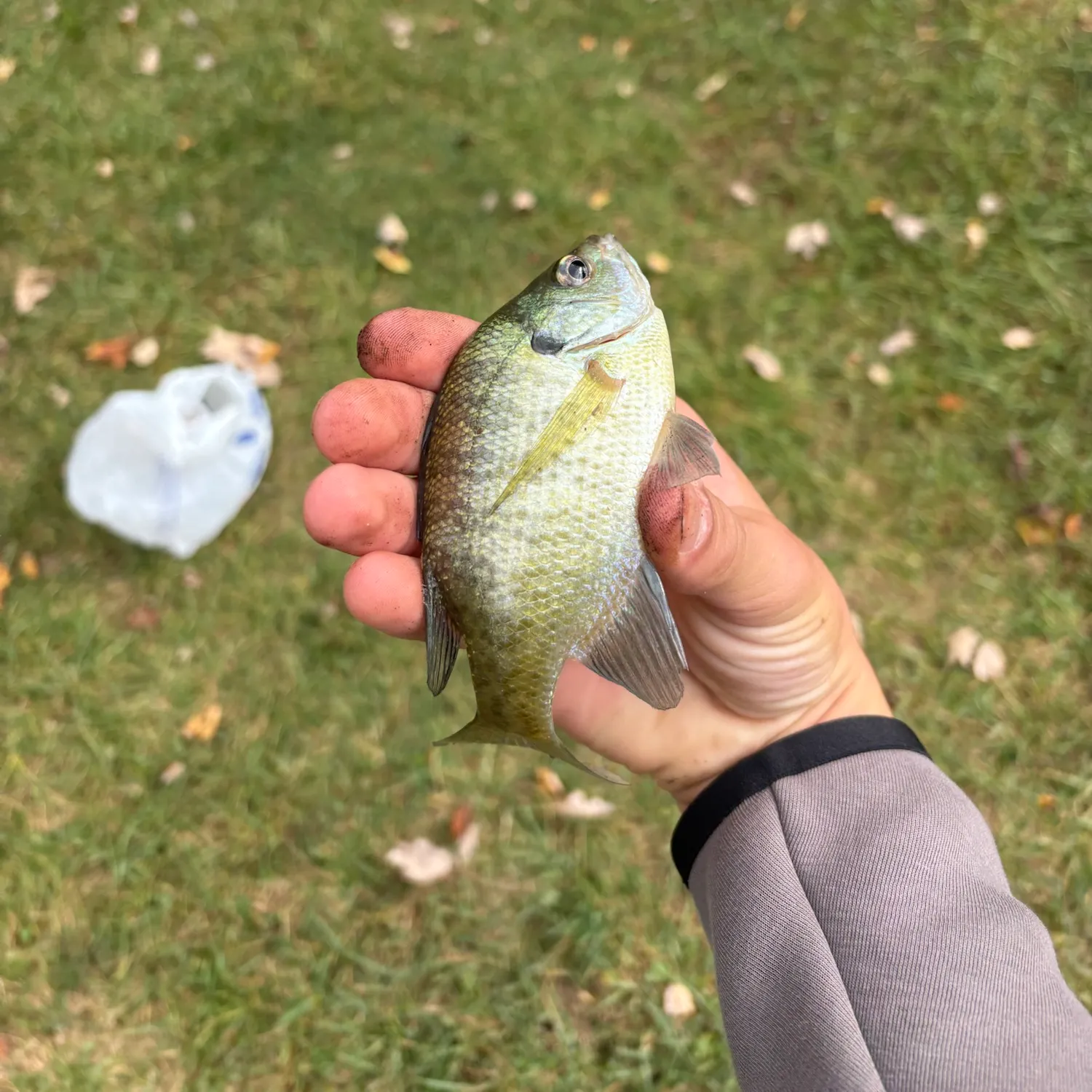Bluegill caught on Fishbrain