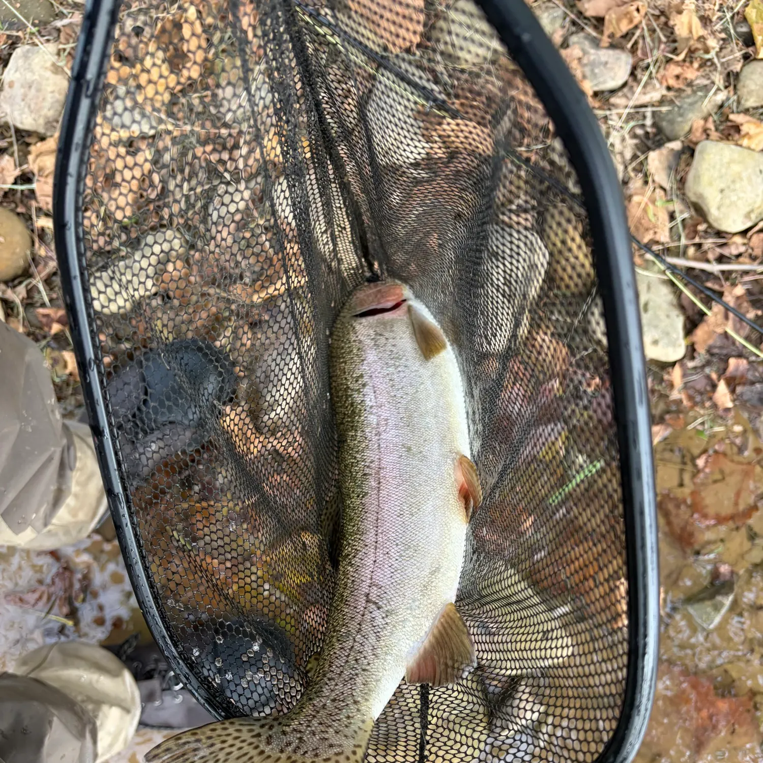 Rainbow trout caught on Fishbrain