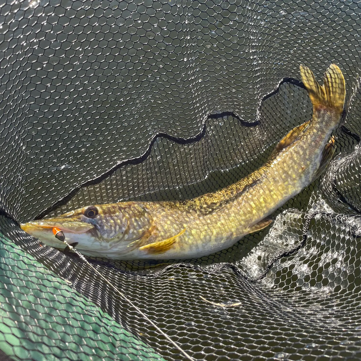 Northern pike caught on Fishbrain