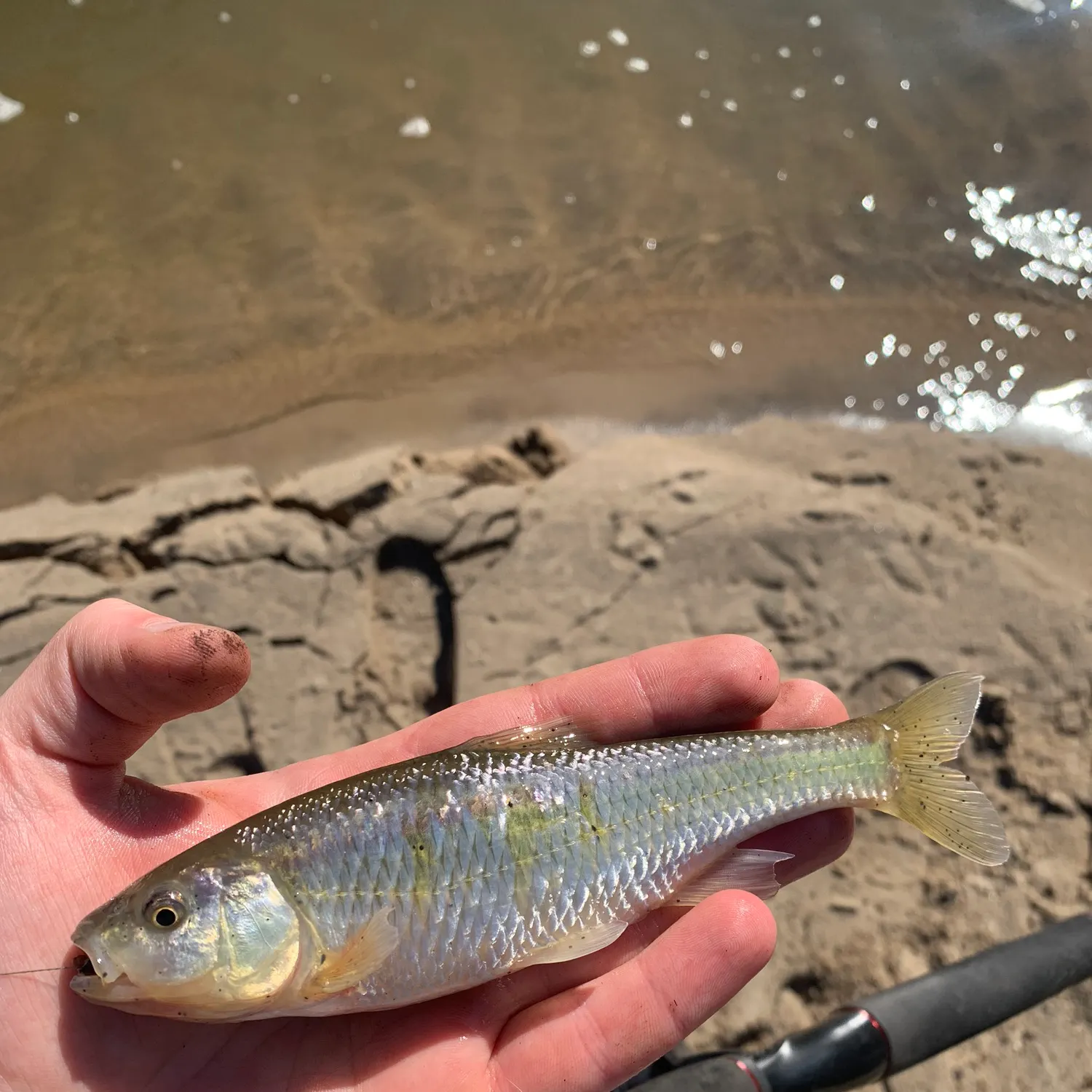 The most popular recent Common shiner catch on Fishbrain