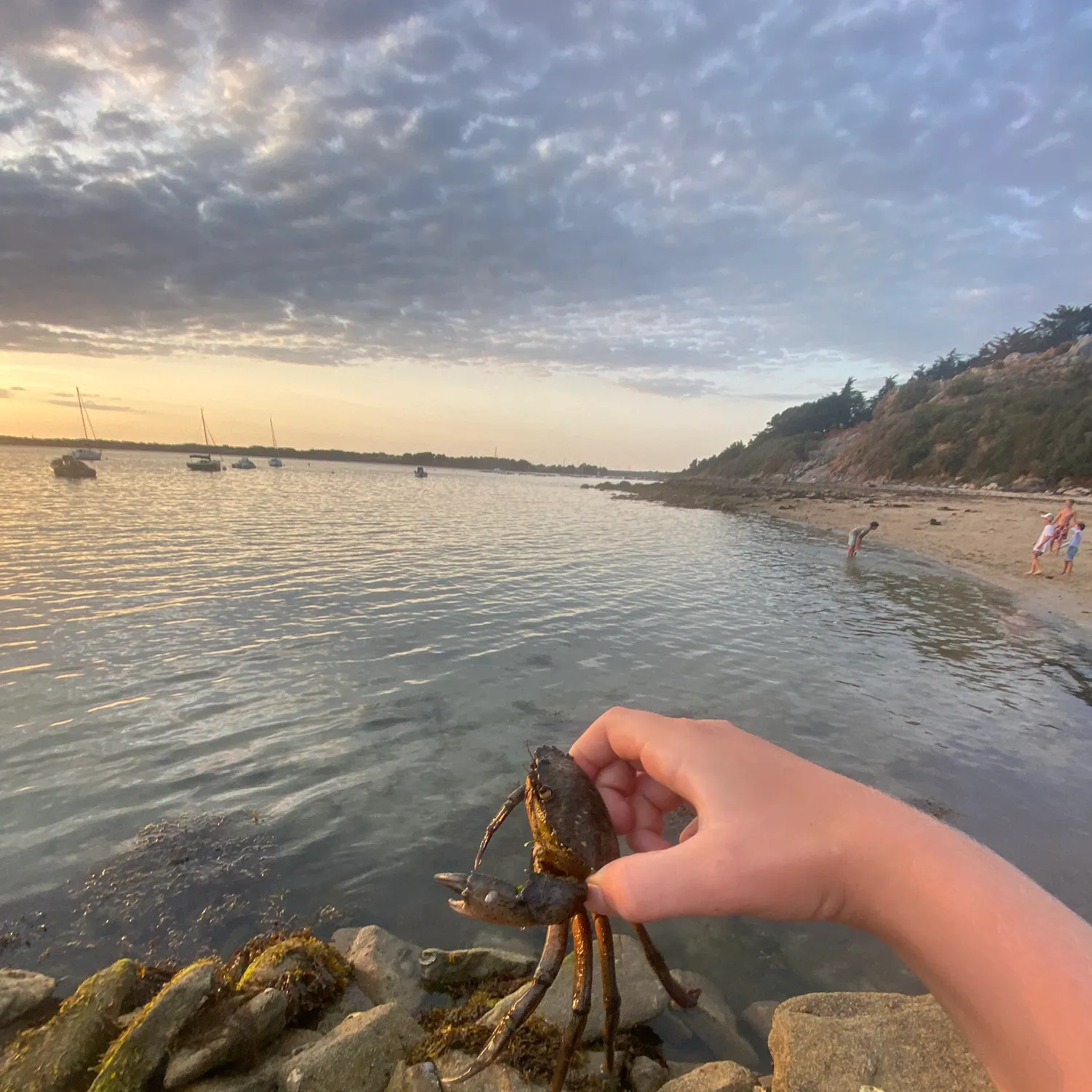 Green crab caught on Fishbrain