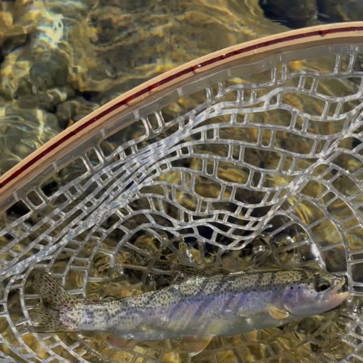 Rainbow trout caught on Fishbrain