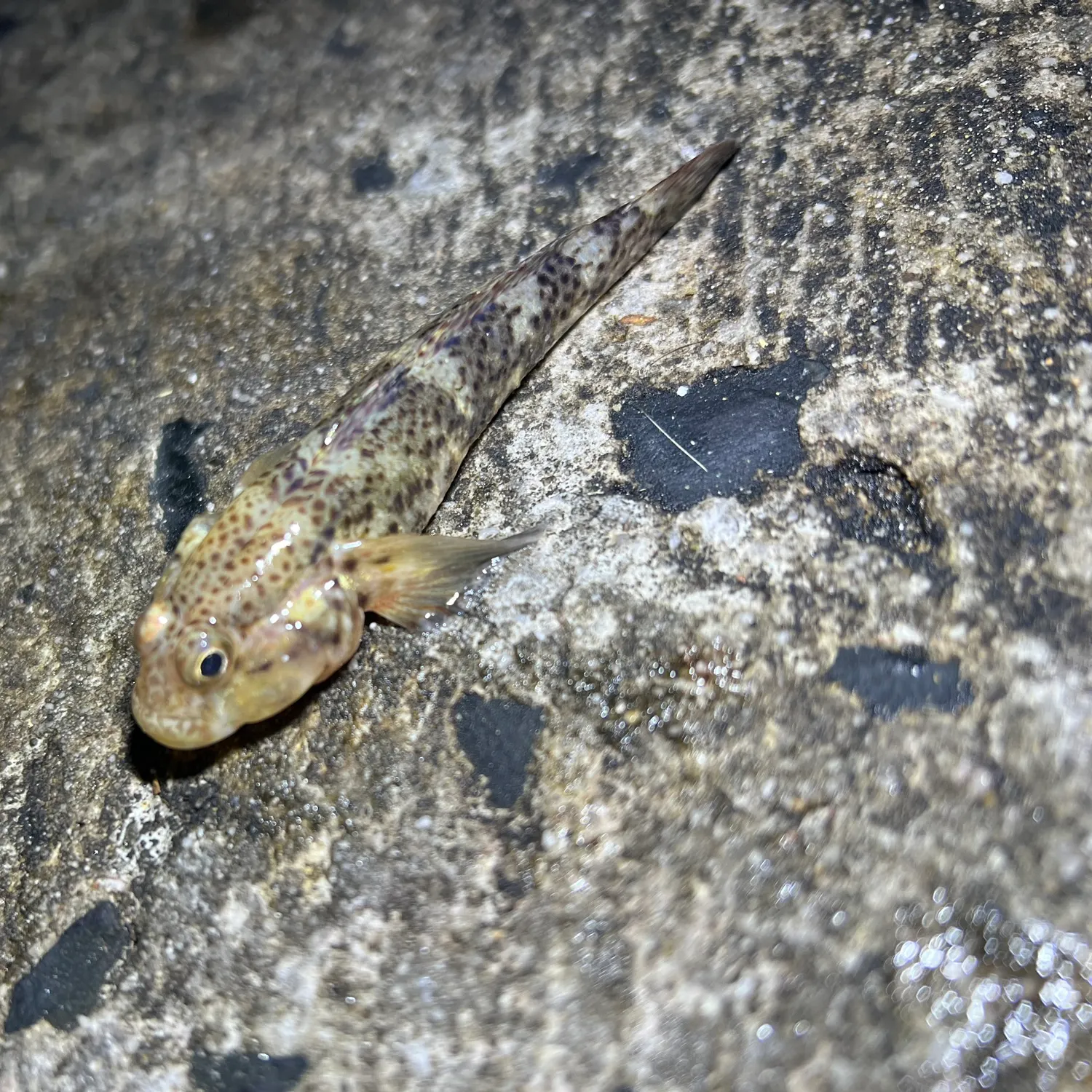 The most recent Cape rock goby catches on Fishbrain